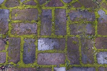 WilderWalkway