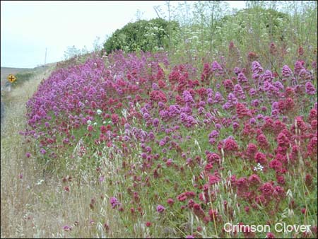 Clover